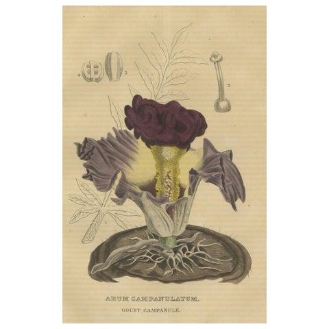 Velvet Majesty: The Bell-Shaped Arum, A Vintage Portrait of Botanical Splendor