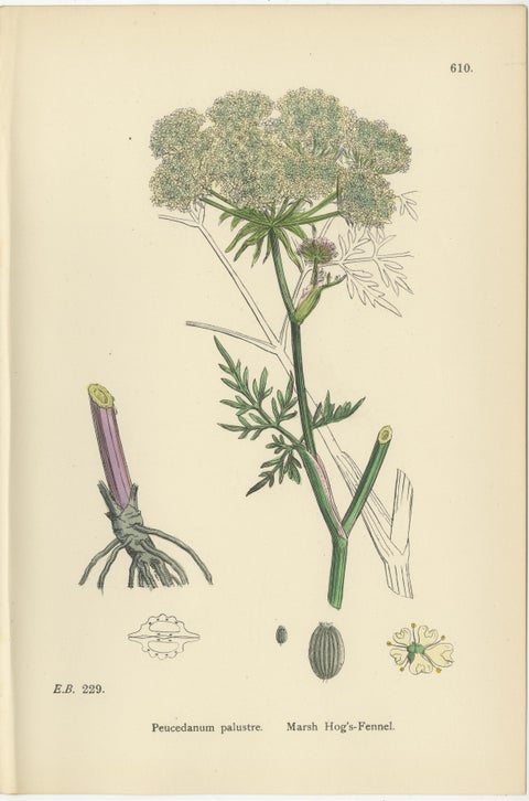 Four Antique English Botanical Herb Prints, Elegant Green Umbellifers, 1902, view 6