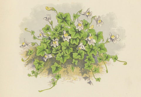Primula Pedemontana and Alpine Toadflax, Hand-Coloured Print, 1874, close-up 3