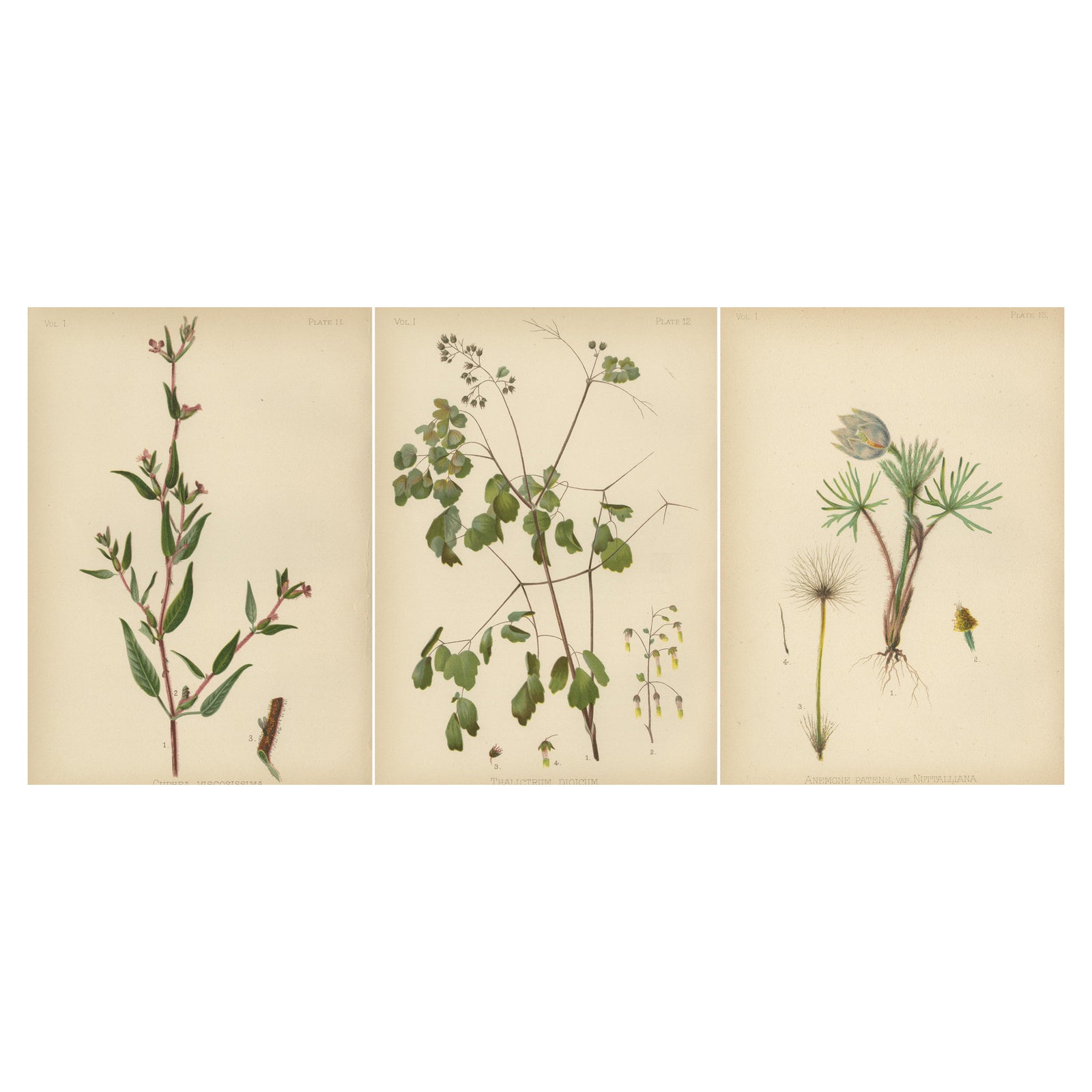 Native US Flora, Three Original Botanical Chromolithograps, 1879