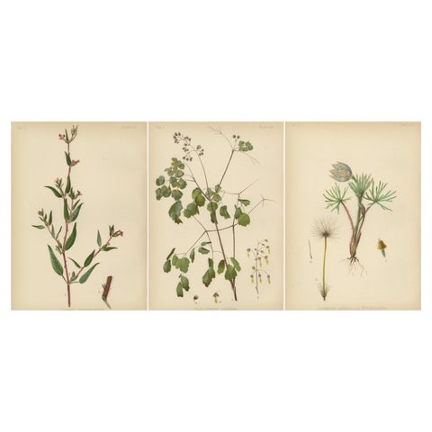 Native US Flora, Three Original Botanical Chromolithograps, 1879