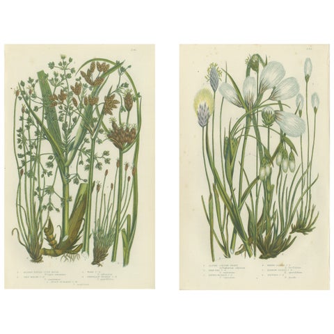 Common Wall Spleenwort Ferns, Victorian Botanical Prints, 1873 Pair