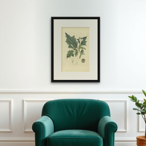 Datura Stramonium, Thorn Apple Botanical Engraving by Curtis c.1817, shown framed on a wall, true to size