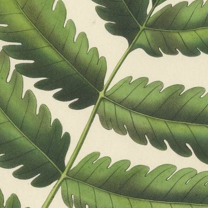 Rare, Artfully Handcolored Lithograph of Ferns of Java 'Polypodium', 1829, close-up 2