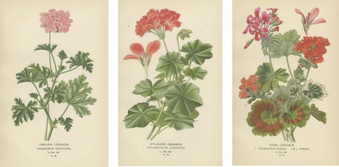 Heritage Blooms: A Triptych of Geranium Varietals, 1896, view 2
