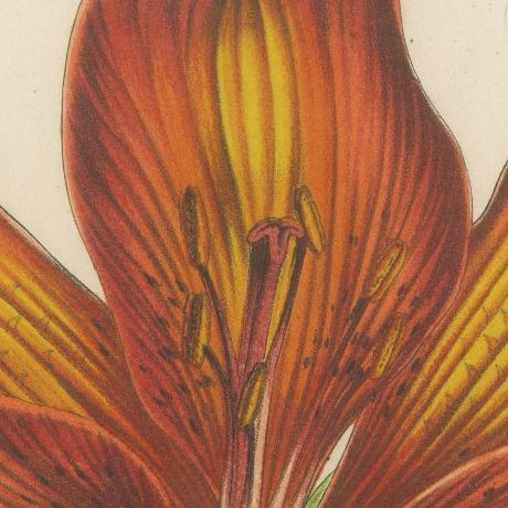 Exquisite Hand-Colored Botanical Print of a Siberian Lily (Lilium Pensylvanicum), close-up 5