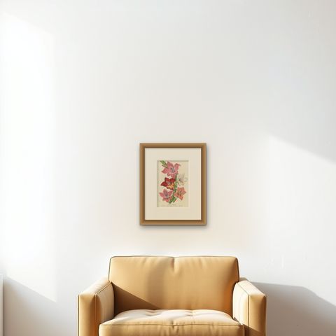 Vibrant Blooms of Sword Lily: Gladiolus Gandavensis Botanical Illustration, 1855, shown framed on a wall, true to size