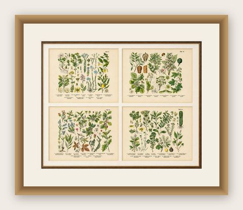 German Botanical Plates, Wildflowers & Medicinal Plants, Stuttgart c.1890, shown framed