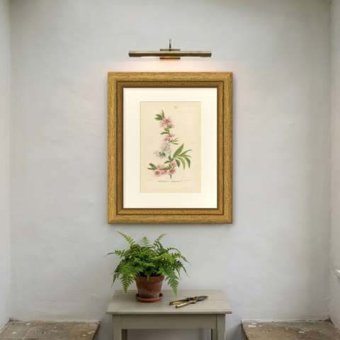 Double Flowering Peach Japonica Stellata, Amygdalus Persica, 1859, shown framed on a wall, true to size