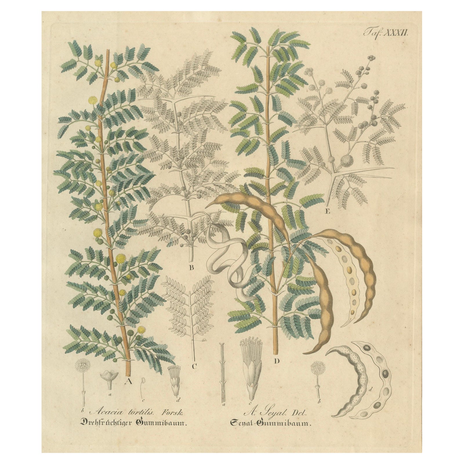 Antique Gum Arabic Botanical Print, Acacia Tortilis & Acacia Seyal, c.1831