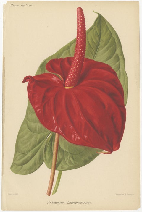 Exquisite Flora: A Chromolithographic Collection from the Revue Horticole, 1855, view 3