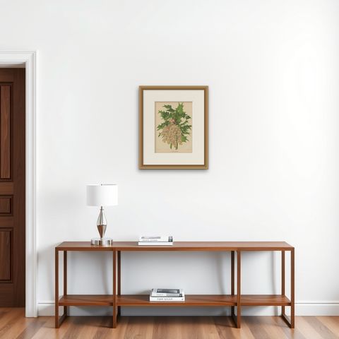 Antique Plant Print of the Mahonia Japonica by G. Severeyns, 1879, shown framed on a wall, true to size