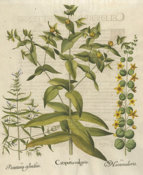 Basilius Besler Spurge, Glasswort & Pennywort Botanical Engraving, 1613, close-up 1