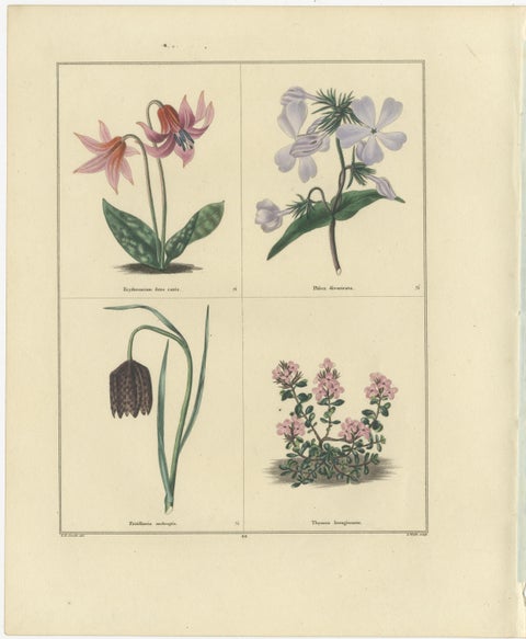 Pair of Hand-Colored Botanical Engravings of Spring Flowers, London 1828, view 3