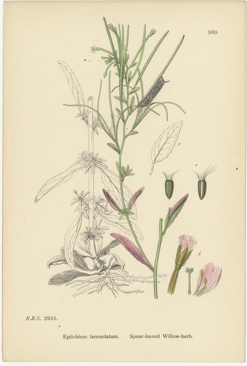 Hand-Colored Botanical Engravings of Willow-Herb Varieties, 1902, view 2