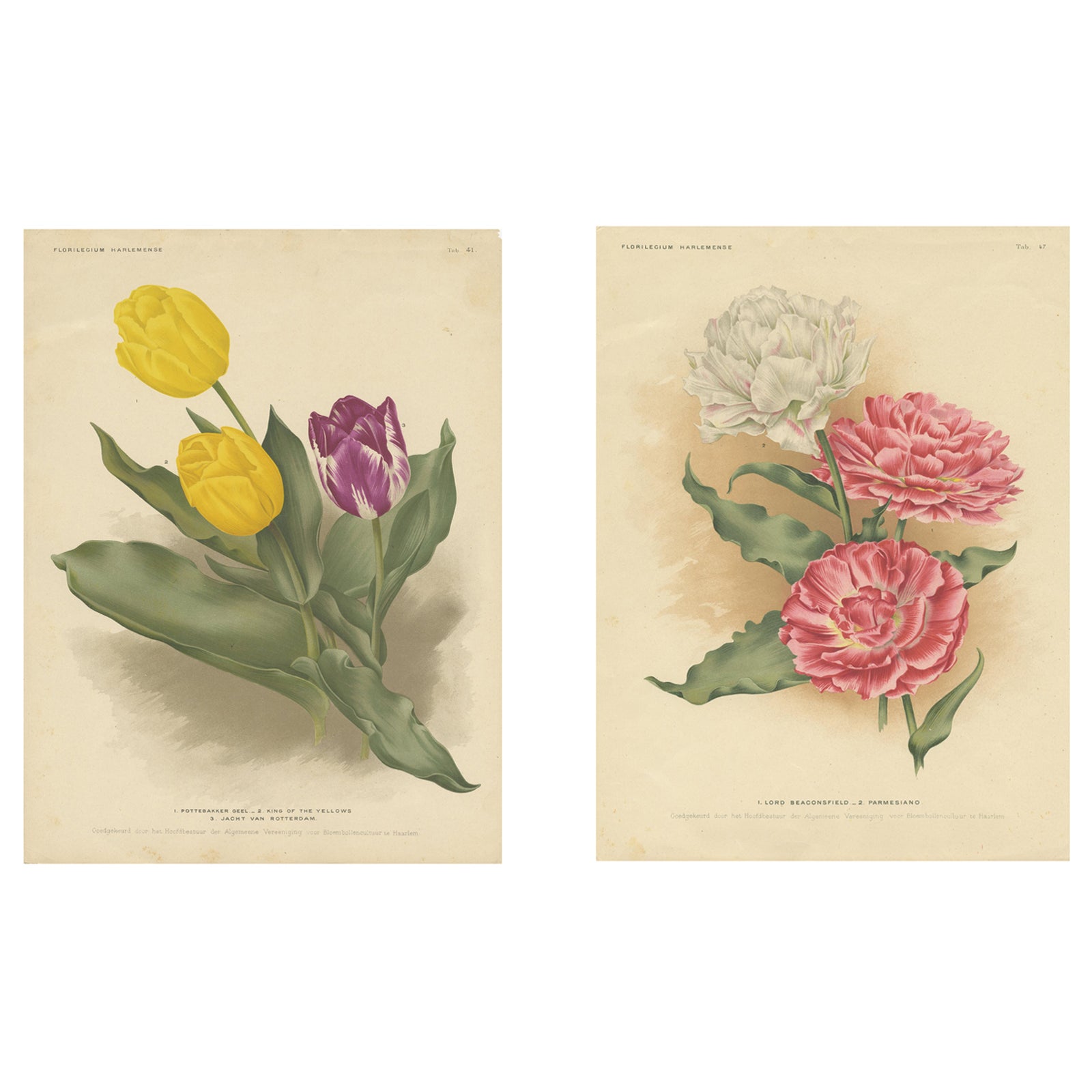 Charles Dickens & Obelisque Hyacinths, Set of Two Florilegium Prints c.1900
