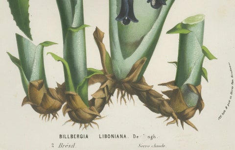 Billbergia liboniana, A Rare 19th-Century Botanical Illustration by van Houten, close-up 3