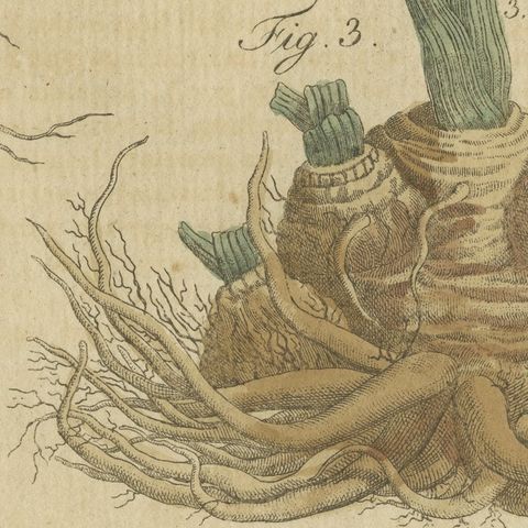 Chervil, Parsley and Celeriac Kitchen Herbs, Antique Bertuch Print, circa 1802, close-up 3