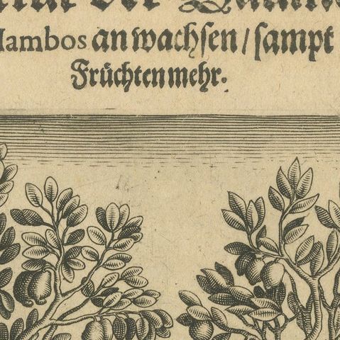 Cashew and Rose Apple Trees with Pepper and Crocus Indicus, de Bry, 1600, close-up 4