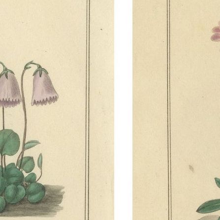 Pair of Victorian Botanical Flower Prints by B. Maund, London circa 1836, close-up 1
