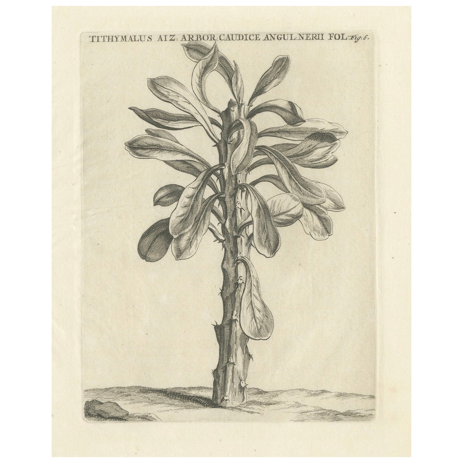 Botanical Engraving of Tithymalus Aiz Arbor from Caspar Commelin’s Work, 1706