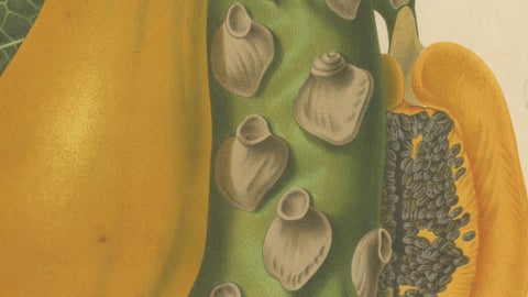 Antique Papaya Botanical Chromolithograph by Hoola van Nooten, c. 1880, close-up 5