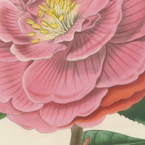 Double Flowering Camellia: Hand-Colored Lithograph from Louis van Houtte, 1855, close-up 4