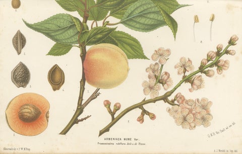 Antique Botanical Lithograph, Armenian Apricot, de Vriese, 1856, close-up 4