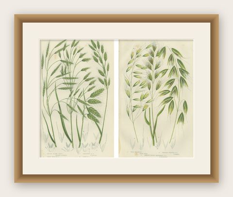 Sweet Cyperus and Brown Cyperus Botanical Prints, Hand-Colored, 1873, shown framed