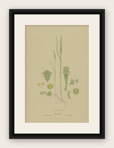 Antique Botany Print of the Slender Onion-Orchid & Common Onion Orchid, '1884', shown framed