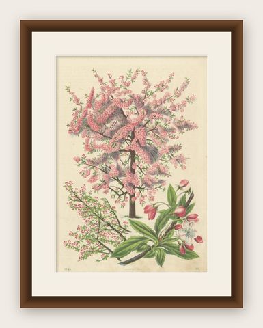 Antique Botany Print of a Japanese Crab Apple by Hoffmann, 1865, shown framed