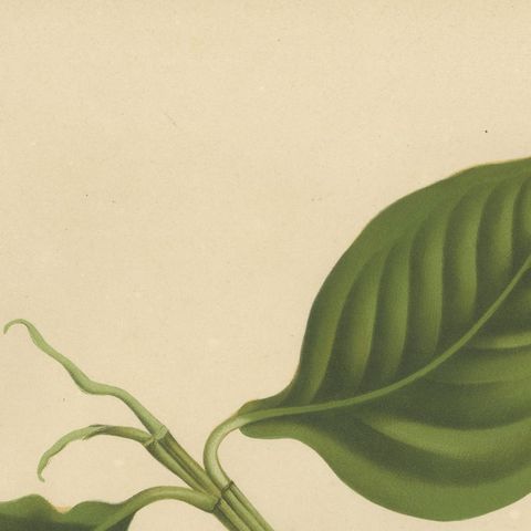 Original Antique Botanical Chromolithograph of False Mangosteen, c.1880, close-up 6