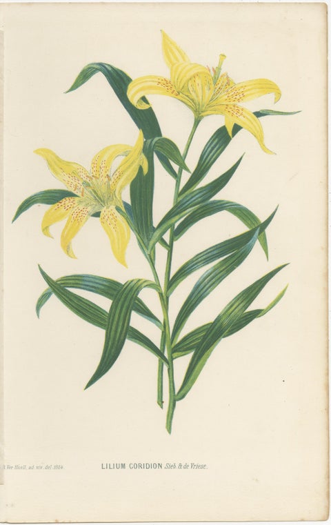 Pair Antique Botanical Lithographs, Lilium Partheneion & Coridion, 1856, view 3