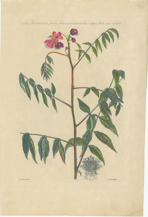 Set, Cassia Barbadensis & Marilandica, Botanical Prints by John Martyn c.1728, view 2