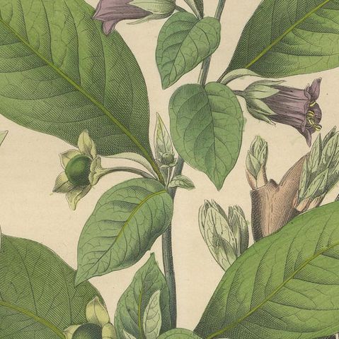 1852 Botanical Lithograph of Atropa Belladonna (Deadly Nightshade), close-up 5