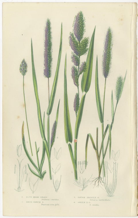 European Quillwort and Pillwort Antique Botanical Print, 1873, view 3
