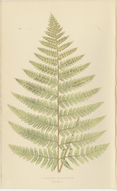Antique Hand-Colored Fern Prints, Didymochlaena, Aspidium, 19th Century, view 7