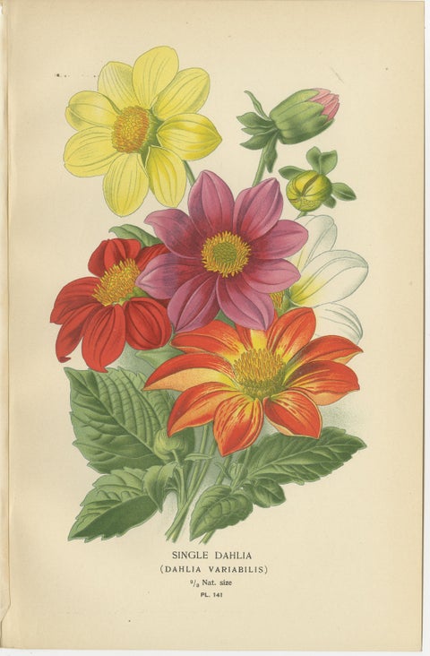Antique Botanical Prints: Coreopsis, Single Dahlia & Cosmos Bipinnatus, 1897, view 3