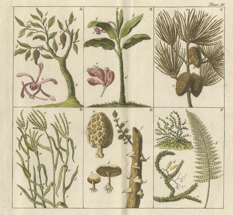 Antique Botany Print of Various Trees, Mushrooms and Ferns '1808', view 4