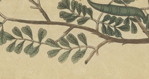 Mahogany Tree and Logwood, Antique Bertuch Print, circa 1805, close-up 2