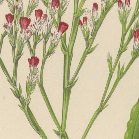 Alpine Botanical Lithograph of Dwarf Hoary Sea-lavender, 1874, close-up 6
