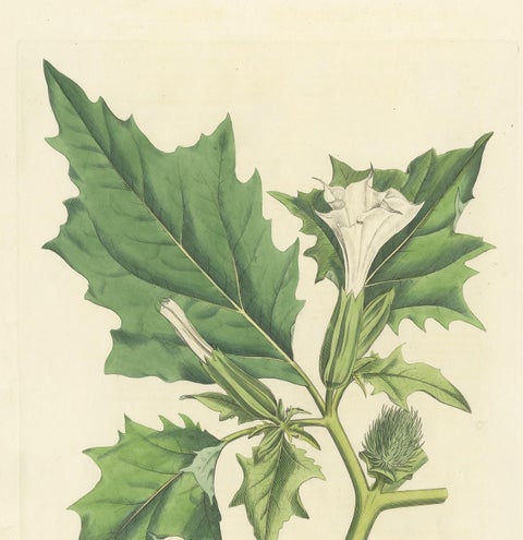Antique Botany Print of Datura Stramonium by Curtis 'circa 1817', view 3