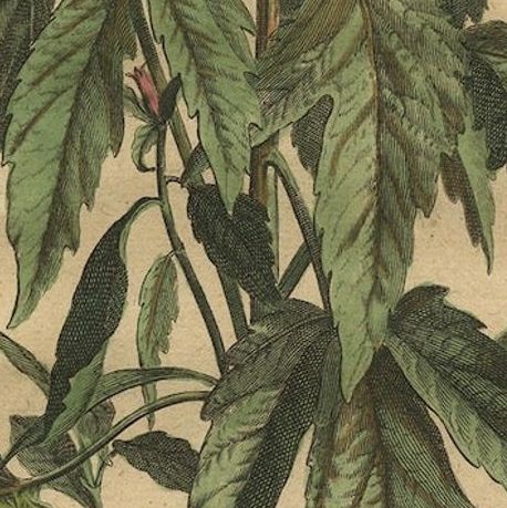 Botanical Illustration of Sesame Plant (Sesamum indicum), Munting’s 1696 Herbal, close-up 6