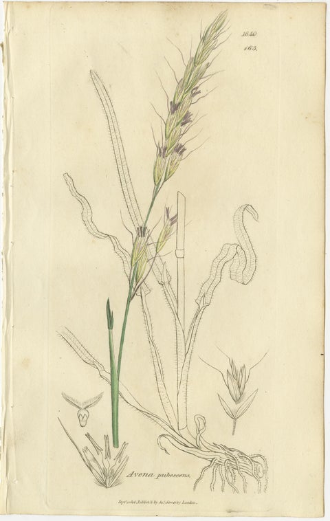 Set of 8 Antique Botanical Engravings of Avena, Arundo & Meadow Grasses, c.1830, view 4