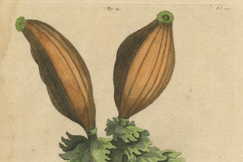 Botanical Illustration of Soursop (Annona muricata) from Munting’s 1696 Herbal, close-up 3