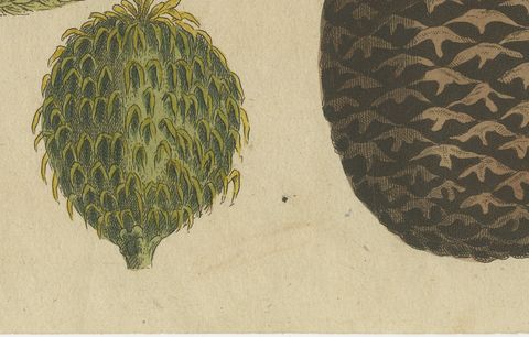 Norfolk Island Pine Branch and Cone, Antique Bertuch Print, circa 1815, close-up 2