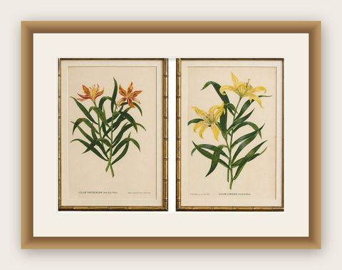 Pair Antique Botanical Lithographs, Lilium Partheneion & Coridion, 1856, shown framed