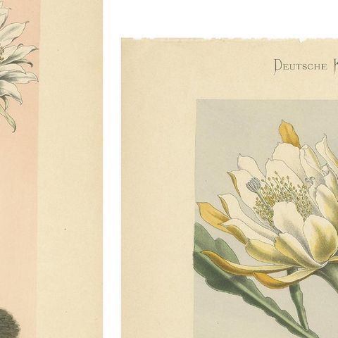 Set of 4 Antique Cactus Prints, Echinopsis Calochlora, Schumann, circa 1900, close-up 1