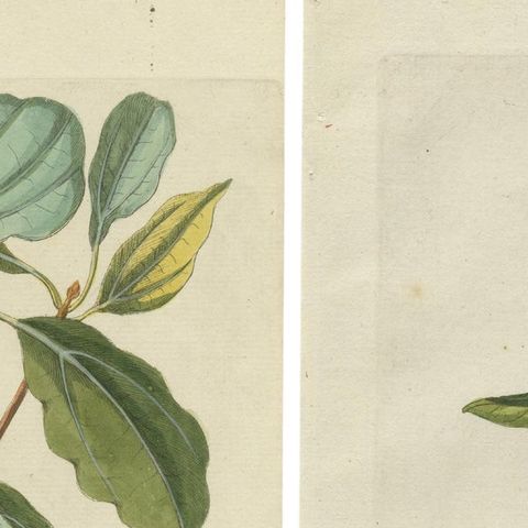 Set of 2 Antique Botany Prints, Laurus Camphora & Laurus Nobilis, close-up 1