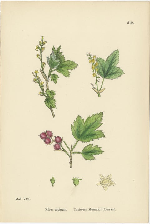 Hand-Colored Botanical Engravings of Gooseberry and Currant Varieties, 1902, view 3